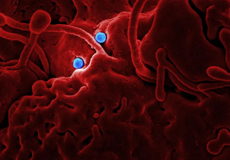 Your Immune System Has an Inflammation Problem—and Mechanical Massage May Be the Missing Intervention